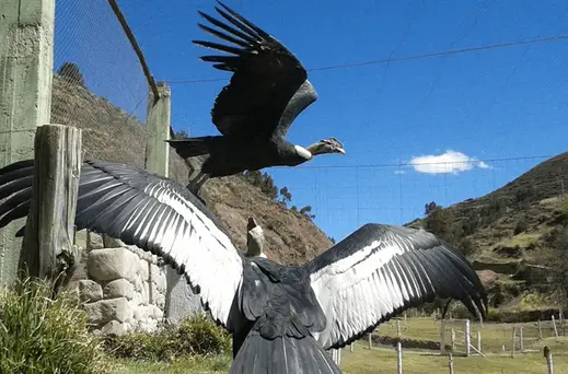 sanctuary condor
